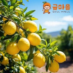 귤마을 상큼한 생 레몬 중과 20과 개당 100g내외