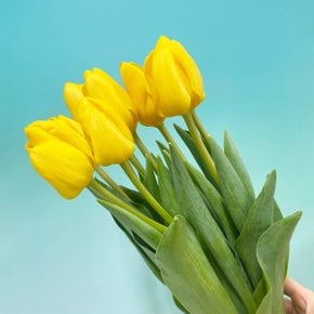 (생화공장) 골드 튤립 (양재꽃시장) 생화 경매 직송 꽃다발 꽃선물 꽃바구니 정기구독 꽃꽂이
