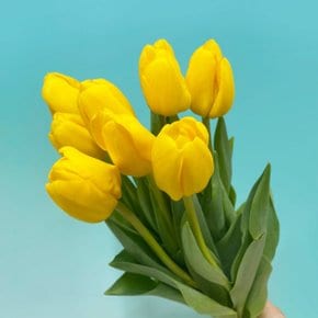 (생화공장) 골드 튤립 (양재꽃시장) 생화 경매 직송 꽃다발 꽃선물 꽃바구니 정기구독 꽃꽂이