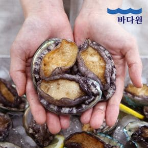 산지직송 완도 활전복 500g (5-6미 내외) + 손질칼구성..[35800216]