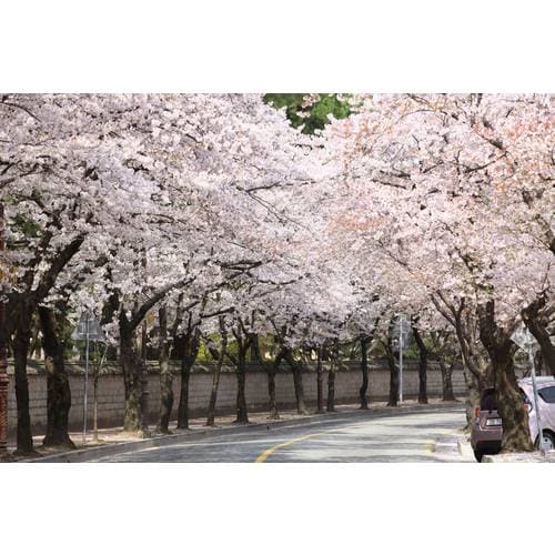 https://media.eoding.com/media/travelagent/40/imagecontent/대릉원천마총.jpg
