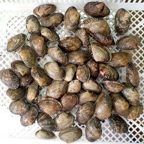 국내산 활 바지락  1kg