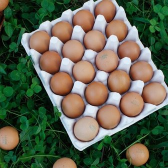 참다올 (난각번호 1번)파손보장 무항생제 유정란 대란 특란 20구