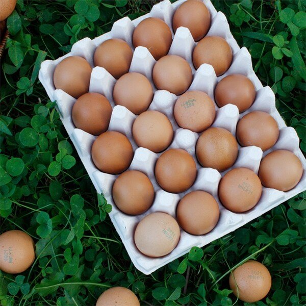 (난각번호 1번)파손보장 무항생제 유정란 대란 특란 20구