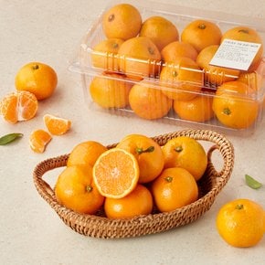 가을 하우스 감귤 1.4kg 팩