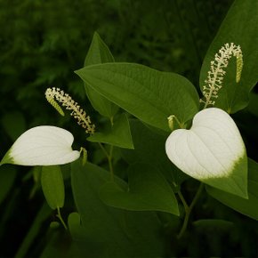 삼백초차 티백 국내산 삼백초 추출물 효능 100% 원물 뿌리 잎 줄기 꽃 건조 50Tx3 플라보노이드 식약처인증