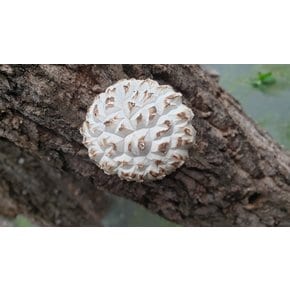 [형지표고버섯] 백화고 영지버섯 혼합1호 표고버섯 선물세트