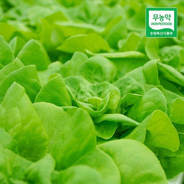 산지직송 친환경 유러피안 샐러드 1kg (3종)