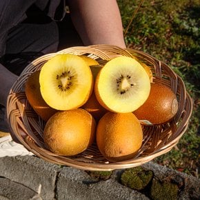 골드키위 대과 1.2kg (9~11입) 제스프리 뉴질랜드산