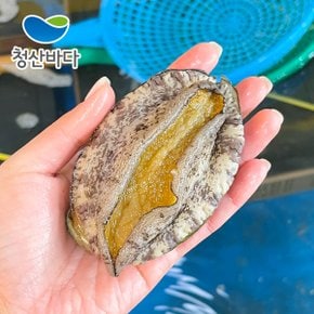 완도 활전복 대복 10-12미 1.5kg (약 15-18마리) (선물포장가능) 양식