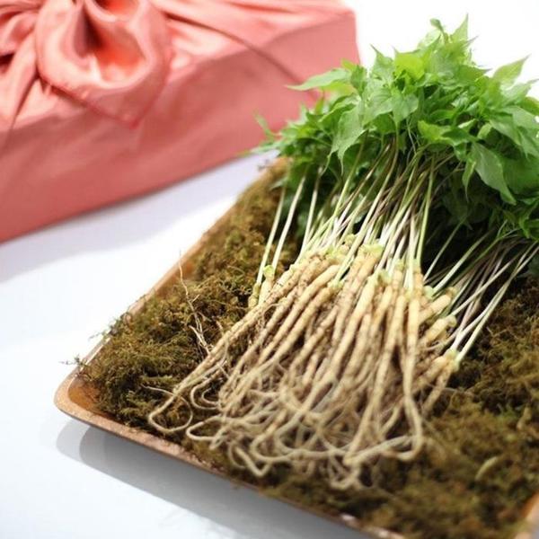 VDG 유황 새싹삼 미니 15cm내외 50뿌리 선물포장 (S40170477)