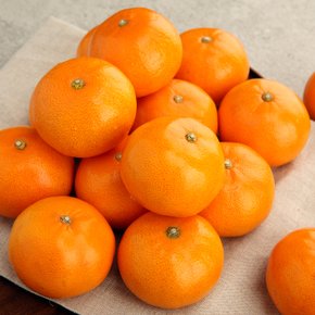 [오초록] 제주 고당도 감귤 신품종 수로미 진귤 4.5kg(2S~M 로얄과)