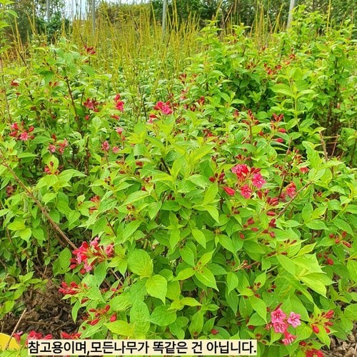 추가이미지1