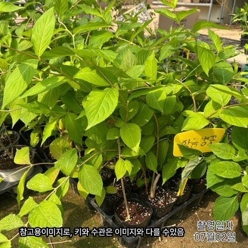 추가이미지3