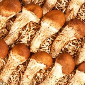 지정농장 무농약 참송이버섯세트 1kg/26-30개 [지함+보냉가방]