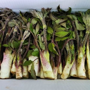  남해 땅두릅 2kg 국내산 독활 남해군 농협 제철 신선 봄나물 당일수확