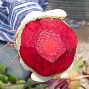 국내산 레드비트 3kg