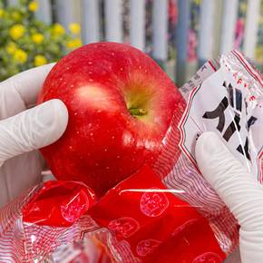 껍질째먹는 세척사과 개별포장 2.5kg (10-17과 내외)