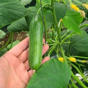 수분가득 시원한 미니오이 4kg[36039486]