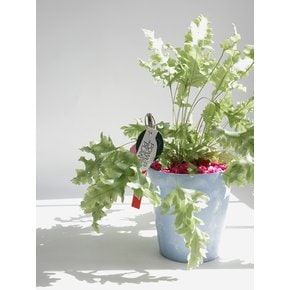다바나 고사리 (Phlebodium aureum Davana)