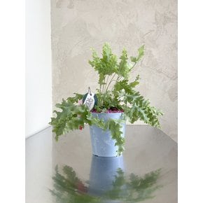 다바나 고사리 (Phlebodium aureum Davana)