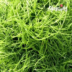 식탐대첩 국내산 세발나물 갯나물 4kg