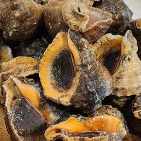 국내산 참소라 1kg 숙회 구이