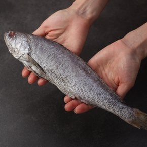 국내산 반건조 민어 300g x 3팩