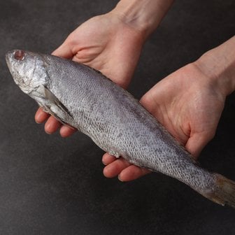 순천만 수산 국내산 반건조 민어 300g x 3팩