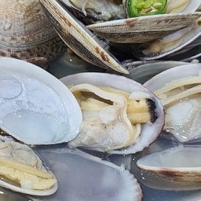 산지직송 활 바지락 1kg내외