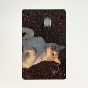 A garden cat 디자인 카드 스킨 리무버블 스티커