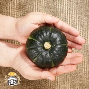 포슬포슬 제주 미니밤단호박 2kg (특품, 4-8개, 250-550g/개)