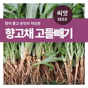 향고채 고들빼기 나물 씨앗 3000립