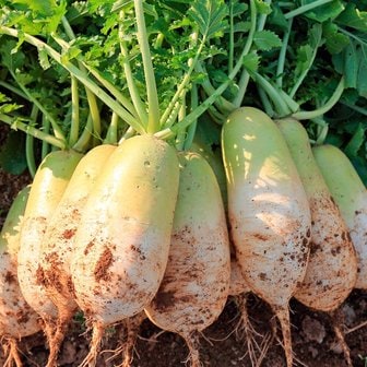  [농협청과33번] 햇무 16kg내외 (상,못난이/10-16개)