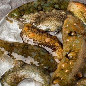 [어부의진심] 당일조업 통영 자연산 해삼 1kg