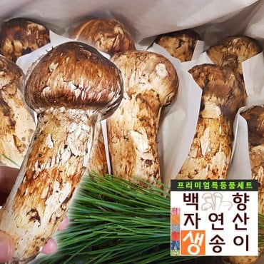  (SB)[백향송이]2024 자연산 (프리미엄 특상품 1kg) 제철 생 송이버섯