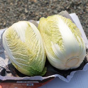 속이 꽉찬 신선한 해남 알배추 A급 6포기