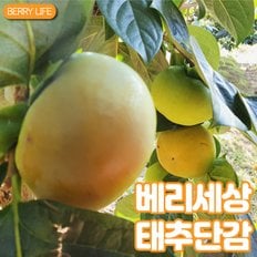 태추 단감 2kg