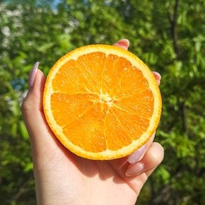 오렌지 3kg (9-13입)