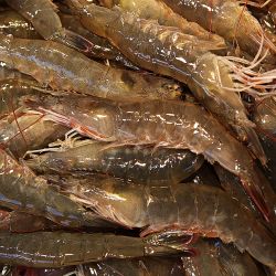 횟감용 활 흰다리새우 1kg 27미내외