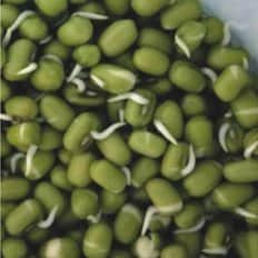  숙주 나물 녹두 곡물 콩류 종자 품종 식물 씨앗 30g_WA41907