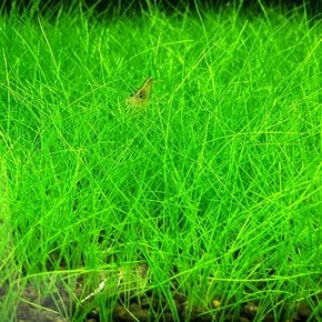 수초-미니 헤어글라스 500원크기-낮게 퍼지는 전경용 어항식물