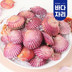 산지직송 통영 제철 홍가리비 1kg