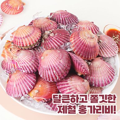 산지직송 통영 제철 홍가리비 1kg