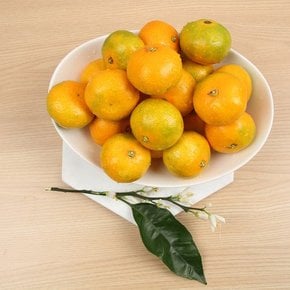 산지직송 제주 못난이 하우스 감귤 7kg 사이즈랜덤 제주연가