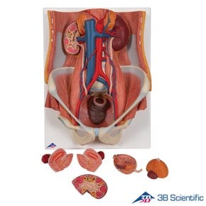 3B Scientific 인체해부모형 6파트 양성 비뇨기계 K32 Urinary System 비뇨기 해부모형