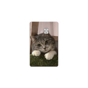 Lovely cat 카드스킨 리무버블 카드스티커