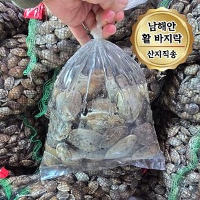 당일조업 남해안 활 바지락 대사이즈 1kg (65~80미)