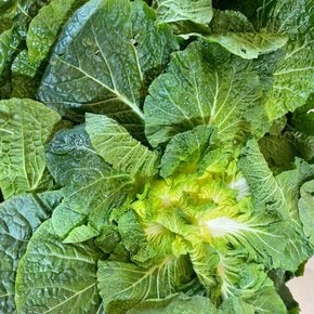 국내산 아삭한 봄동 1kg (3-6입)