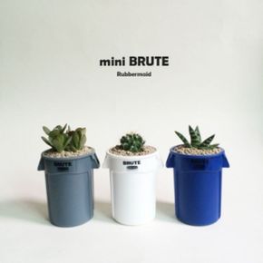 mini BRUTE 선인장